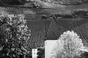 A6106274 DXO DXO 1  Trittenheim - Mosel